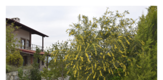 Corona Günlerinde Santoşayı Bulmak Mümkün