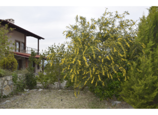 Corona Günlerinde Santoşayı Bulmak Mümkün