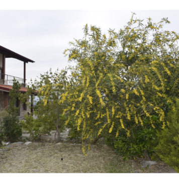 Corona Günlerinde Santoşayı Bulmak Mümkün